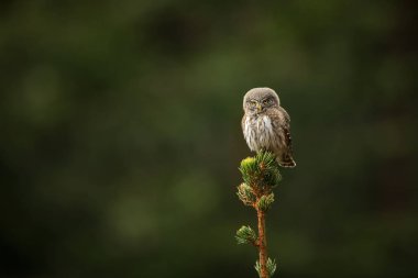 Glaucidium passerinum. It is the smallest owl in Europe. It occurs mainly in northern Europe. But also in Central and Southern Europe. In some mountain areas. Photographed in the Czech Republic. Wild nature. Beautiful picture. Spring nature, Owl on t clipart