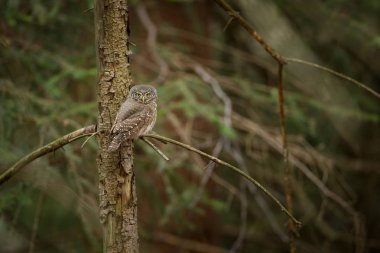 Glaucidium passerinum. Avrupa'nın en küçük baykuş bu. Özellikle Kuzey Avrupa'da oluşur. Ama aynı zamanda Orta ve Güney Avrupa. Bazı dağ alanlarda. Çek Cumhuriyeti'nde fotoğraflandı. Vahşi doğa. Güzel resim. Bahar doğa, baykuş t