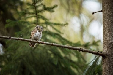 Glaucidium passerinum. Avrupa'nın en küçük baykuş bu. Özellikle Kuzey Avrupa'da oluşur. Ama aynı zamanda Orta ve Güney Avrupa. Bazı dağ alanlarda. Çek Cumhuriyeti'nde fotoğraflandı. Vahşi doğa. Güzel resim. Bahar doğa, baykuş t