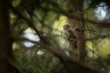 Glaucidium passerinum. Avrupa'nın en küçük baykuş bu. Özellikle Kuzey Avrupa'da oluşur. Ama aynı zamanda Orta ve Güney Avrupa. Bazı dağ alanlarda. Çek Cumhuriyeti'nde fotoğraflandı. Vahşi doğa. Güzel resim. Bahar doğa, baykuş t