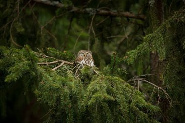 Glaucidium passerinum. Avrupa'nın en küçük baykuş bu. Özellikle Kuzey Avrupa'da oluşur. Ama aynı zamanda Orta ve Güney Avrupa. Bazı dağ alanlarda. Çek Cumhuriyeti'nde fotoğraflandı. Vahşi doğa. Güzel resim. Bahar doğa, baykuş t