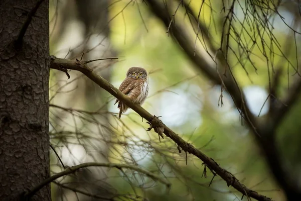 Glaucidium Passerinum Coruja Mais Pequena Europa Ocorre Principalmente Norte Europa — Fotografia de Stock