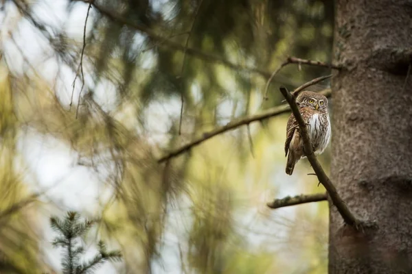 Glaucidium Passerinum Sie Ist Die Kleinste Eule Europas Sie Kommt — Stockfoto