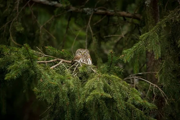 Glaucidium Passerinum Coruja Mais Pequena Europa Ocorre Principalmente Norte Europa — Fotografia de Stock