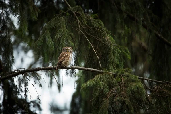 Glaucidium Passerinum Sie Ist Die Kleinste Eule Europas Sie Kommt — Stockfoto