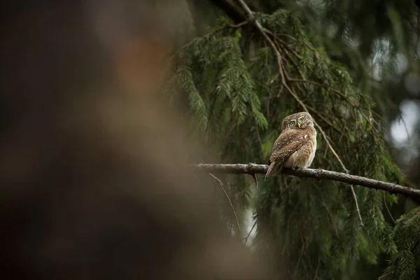 Glaucidium Passerinum입니다 그것은 유럽에서 올빼미입니다 그것은 유럽에서 발생합니다 중부와 유럽에서 — 스톡 사진