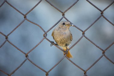 Phoenicurus ochruros. Küçük kuş. Avrupa ve Asya genişletilmiş. Ücretsiz doğa. Bahar doğa. Kuş hayattan. Çek Cumhuriyeti'nde fotoğraflandı. Güzel resim. Bahar. Çek Cumhuriyeti. Avrupa. Renkli görüntü. Genç.