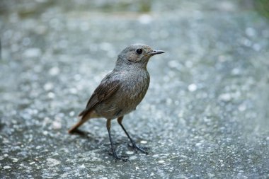 Phoenicurus ochruros. Küçük kuş. Avrupa ve Asya genişletilmiş. Ücretsiz doğa. Bahar doğa. Kuş hayattan. Çek Cumhuriyeti'nde fotoğraflandı. Güzel resim. Bahar. Çek Cumhuriyeti. Avrupa. Renkli görüntü. Genç.