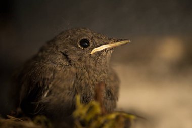 Phoenicurus ochruros. Küçük kuş. Avrupa ve Asya genişletilmiş. Ücretsiz doğa. Bahar doğa. Kuş hayattan. Çek Cumhuriyeti'nde fotoğraflandı. Güzel resim. Bahar. Çek Cumhuriyeti. Avrupa. Renkli görüntü. Genç.