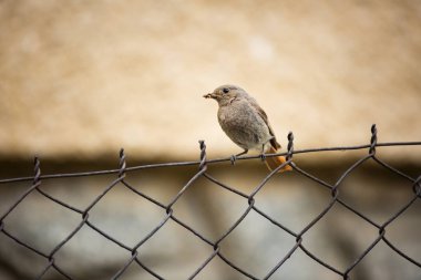 Phoenicurus ochruros. Küçük kuş. Avrupa ve Asya genişletilmiş. Ücretsiz doğa. Bahar doğa. Kuş hayattan. Çek Cumhuriyeti'nde fotoğraflandı. Güzel resim. Bahar. Çek Cumhuriyeti. Avrupa. Renkli görüntü. Genç.