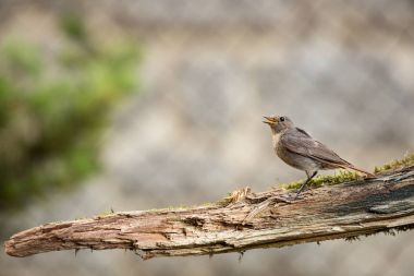 Phoenicurus ochruros. Küçük kuş. Avrupa ve Asya genişletilmiş. Ücretsiz doğa. Bahar doğa. Kuş hayattan. Çek Cumhuriyeti'nde fotoğraflandı. Güzel resim. Bahar. Çek Cumhuriyeti. Avrupa. Renkli görüntü. Genç.