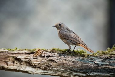 Phoenicurus ochruros. Küçük kuş. Avrupa ve Asya genişletilmiş. Ücretsiz doğa. Bahar doğa. Kuş hayattan. Çek Cumhuriyeti'nde fotoğraflandı. Güzel resim. Bahar. Çek Cumhuriyeti. Avrupa. Renkli görüntü. Genç.