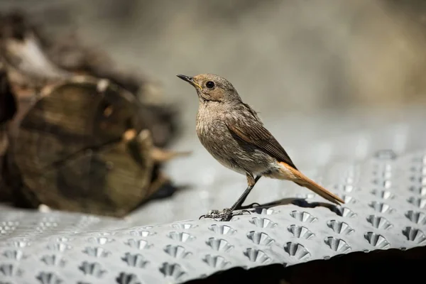 Phoenicurus Ochruros Küçük Kuş Avrupa Asya Genişletilmiş Ücretsiz Doğa Bahar — Stok fotoğraf