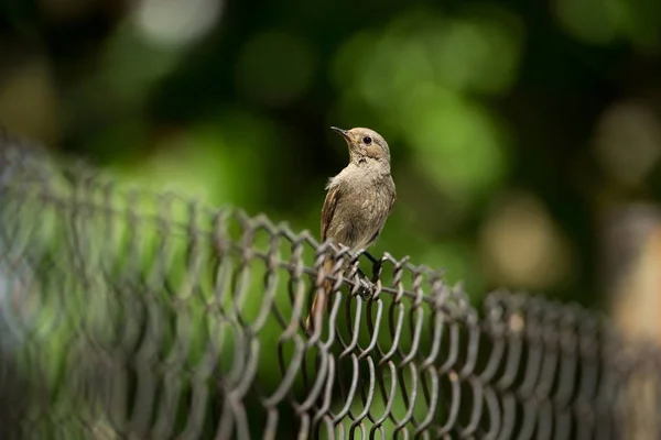 Phoenicurus Ochruros Petit Oiseau Élargi Europe Asie Nature Libre Nature — Photo