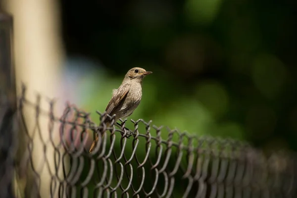 Phoenicurus Ochruros Маленькая Птичка Расширился Всей Европе Азии Свободная Природа — стоковое фото