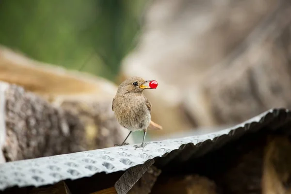 Phoenicurus Ochruros Маленькая Птичка Расширился Всей Европе Азии Свободная Природа — стоковое фото