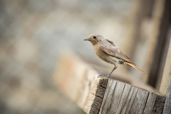 Phoenicurus Ochruros Küçük Kuş Avrupa Asya Genişletilmiş Ücretsiz Doğa Bahar — Stok fotoğraf