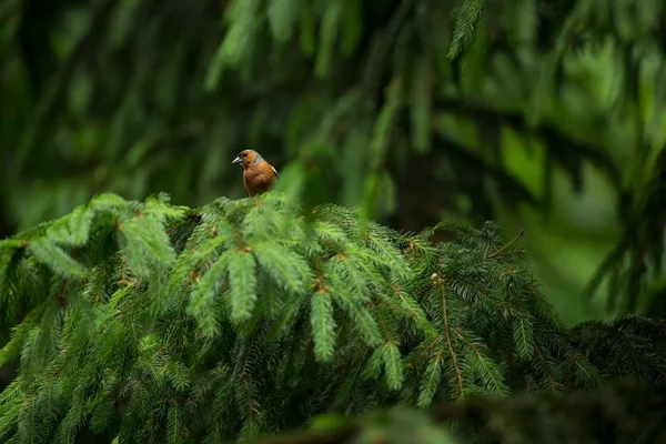 Фрингилла Коэлебс Сфотографирован Чехии Весна Природы Жизни Птиц Птица Дереве — стоковое фото