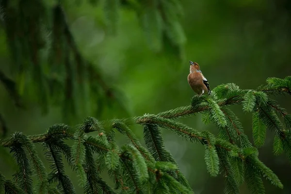 Fringilla Coelebs Φωτογραφήθηκε Στην Τσεχική Δημοκρατία Φύση Την Άνοιξη Από — Φωτογραφία Αρχείου