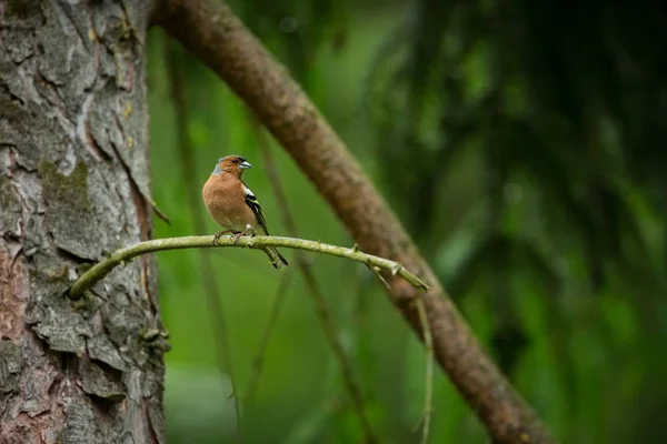 Fringilla Coelebs Fotografato Nella Repubblica Ceca Natura Primaverile Dall Avifauna — Foto Stock