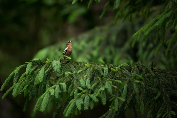 Fringilla Coelebs Tsjechië Gefotografeerd Lente Natuur Van Vogelleven Vogel Boom — Stockfoto