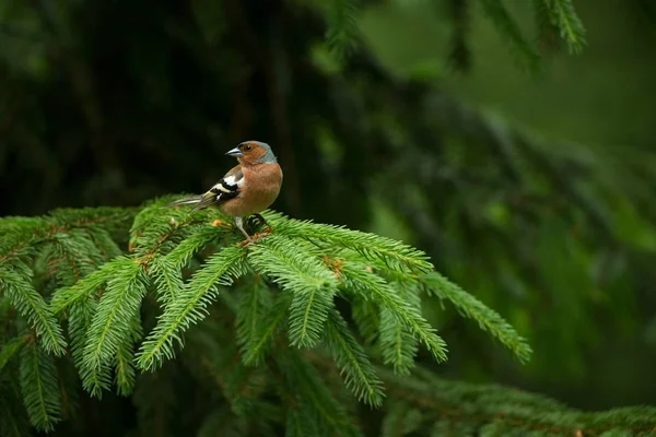 Fringilla Coelebs Photographié République Tchèque Nature Printanière Vie Des Oiseaux — Photo