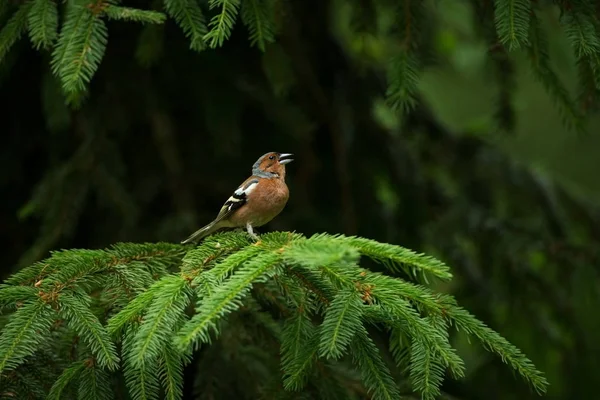 Fringilla Coelebs Sfotografowany Republice Czeskiej Natura Wiosna Życia Ptaków Ptak — Zdjęcie stockowe