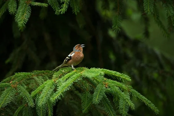 Fringilla Coelebs Fotografiert Der Tschechischen Republik Frühlingsnatur Aus Der Vogelwelt — Stockfoto