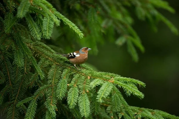 Fringilla Coelebs Fotografiert Der Tschechischen Republik Frühlingsnatur Aus Der Vogelwelt — Stockfoto