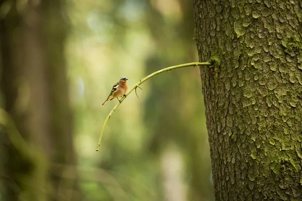 Fringilla Coelebs チェコ共和国で撮影 春の自然 鳥の生活 木の上の鳥 緑の木 美しい絵 チェコ共和国の野生の自然 ヨーロッパ — ストック写真