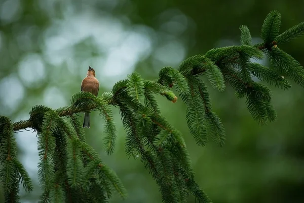 Coelebs Fringilla Fotografiado República Checa Naturaleza Primavera Vida Los Pájaros — Foto de Stock