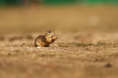 Spermophilus citellus. Vahşi doğa Çek dili Çayır üzerinde hayvan. Otların arasında. Güzel doğa. Ücretsiz doğa. Avrupa'nın vahşi.