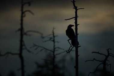 Corvus corax. Kuzey yarımkürede genişlemiş. Tüm Avrupa, Asya ve Kuzey Afrika. Finlandiya'nın yaban hayatı. Ücretsiz doğa. Kuş hayattan. Akşam Fotoğraflar. Finlandiya. Avrupa. Kuş. Sonbahar doğa.