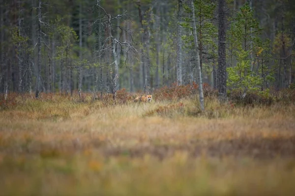 Vulpes Vulpes Фокс Распространен Всей Европе Дикая Природа Европы Осенние — стоковое фото