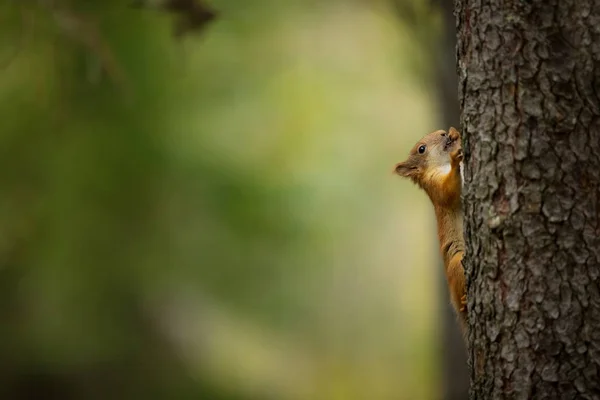 Squirrel Finland Finnish Nature Beautiful Scandinavian Nature Wild Nature Beautiful — Stock Photo, Image