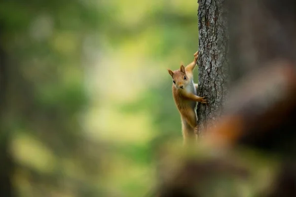 Wiewiórka Finlandii Fińska Natura Pięknej Przyrody Skandynawskich Dzika Przyroda Piękny — Zdjęcie stockowe