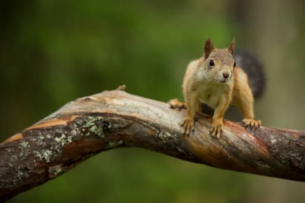 Eichhörnchen Aus Finnland Finnische Natur Schöne Skandinavische Natur Wilde Natur — Stockfoto