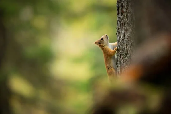 Squirrel Finland Finnish Nature Beautiful Scandinavian Nature Wild Nature Beautiful — Stock Photo, Image