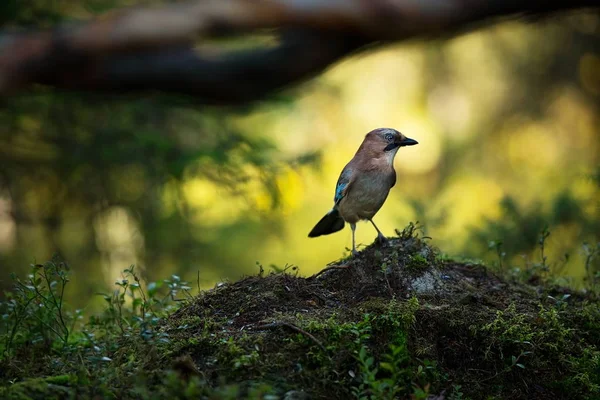 Garrulus Glandarius Medelstora Fågel Finlands Natur Karelen Finland Fågel Trädet — Stockfoto