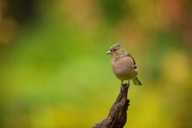 Fringilla coelebs. Finlandiya'nın yaban hayatı. Avrupa çapında genişletti. Güzel resim. Ücretsiz doğa. Scandinavia. Doğanın renkli resim.