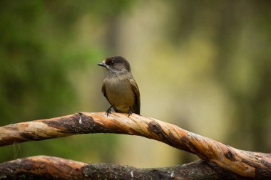 Perisoreus infaustus. Finlandiya'nın yaban hayatı. Ücretsiz doğa. Kuş hayattan. Sonbahar Avrupa. Güzel resim. Karelya. Avrupa. Finlandiya. Doğa.