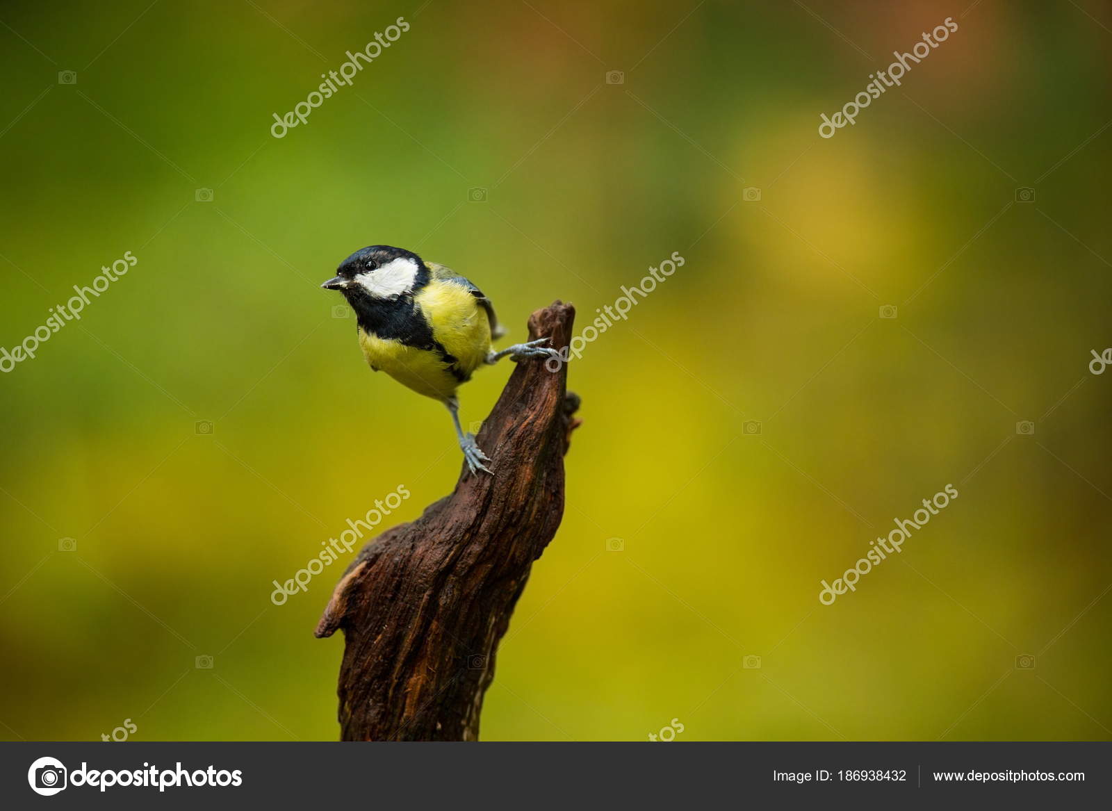 Parus Majeur Faune Finlande Belle Image Karelia Vie Des