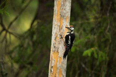 Dendrocopos büyük. Finlandiya. Karelya. Ücretsiz doğa. Genç. Kuş ve ağaç üzerinde. Güzel resim. Kuş hayattan. Doğa. Orman. Bahar. Bahar doğa. Avrupa'da genişletilmiş.