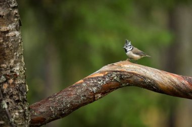Lophophanes cristatus. Avrupa'nın doğası. Vahşi İskandinav doğa. Güzel resim. Kuş hayattan. Renkli fotoğraf. Finlandiya. Karelya.