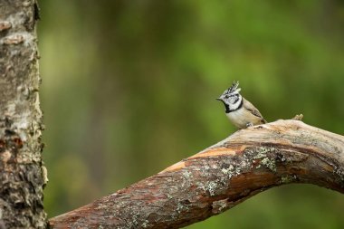 Lophophanes cristatus. Avrupa'nın doğası. Vahşi İskandinav doğa. Güzel resim. Kuş hayattan. Renkli fotoğraf. Finlandiya. Karelya.