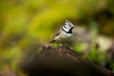 Lophophanes cristatus. Avrupa'nın doğası. Vahşi İskandinav doğa. Güzel resim. Kuş hayattan. Renkli fotoğraf. Finlandiya. Karelya.