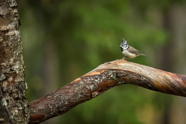 Lophophanes Cristatus Avrupa Nın Doğası Vahşi Skandinav Doğa Güzel Resim — Stok fotoğraf