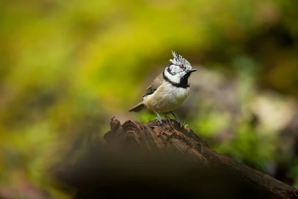 Lophophanes られました ヨーロッパの自然 北欧の大自然 美しい絵 鳥の生活 カラー写真 フィンランド カレリア — ストック写真