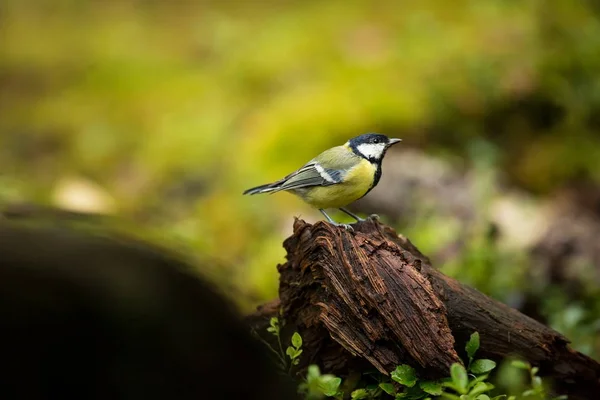 Parus Major Vida Silvestre Finlandia Hermosa Foto Karelia Vida Los — Foto de Stock