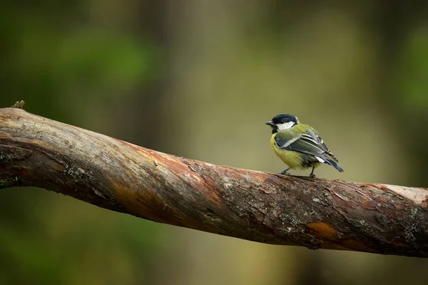 Parus Major Vida Silvestre Finlandia Hermosa Foto Karelia Vida Los — Foto de Stock